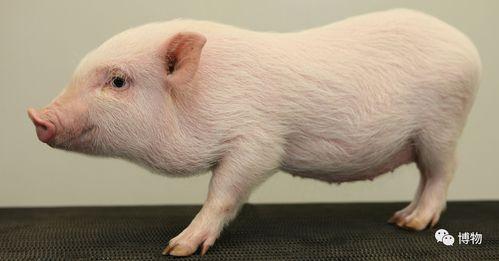 成人猪猪短视频下载,轻松获取成人内容