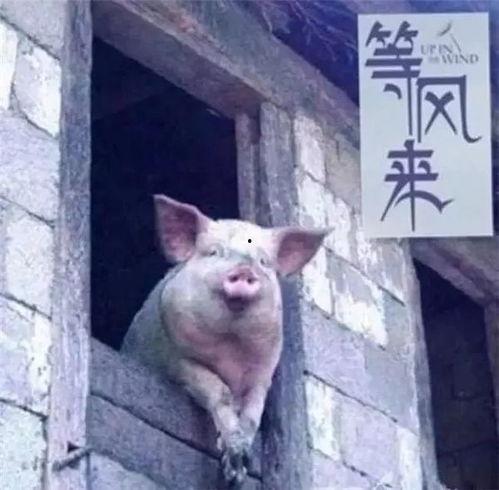 成人猪猪短视频下载,轻松获取成人内容