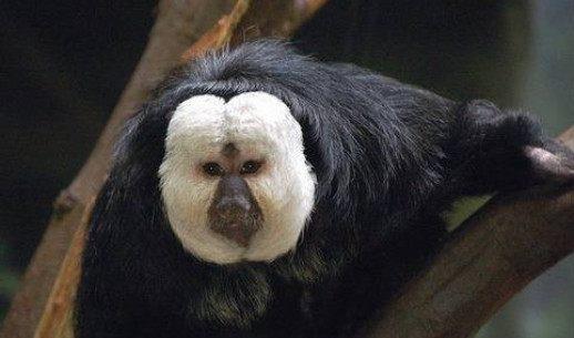 成人猴脸面具仿真视频,揭秘成人猴脸面具的奇幻魅力