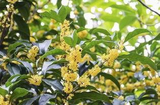 丹桂园成人跳舞视频,翩翩起舞，共享欢乐时光