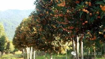 丹桂园成人跳舞视频,翩翩起舞，共享欢乐时光