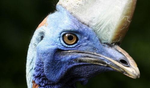 巨鸟化成人形了吗视频,揭秘神秘生物的人形之谜