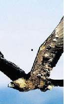 巨鸟化成人形了吗视频,揭秘神秘生物的人形之谜